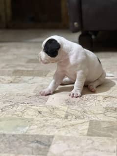 Purebred pups