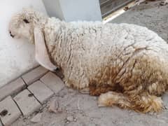 Kajli