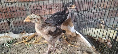 aseel chicks