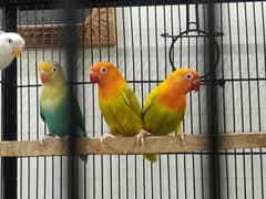Lovebird