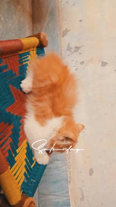 long hair Persian cat kitten  picky Face cat