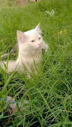 millo
