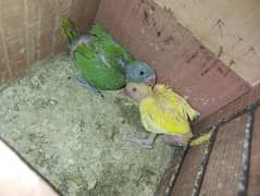 yellow and green ringneck chick
