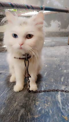 female and kitten