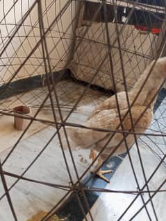 Jawa ,Hera , lakhi all good breeder for sale