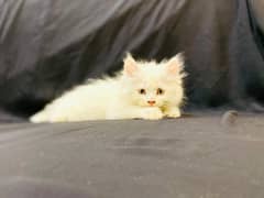 Persian male kitten