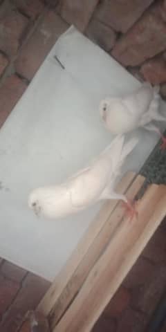 0303.4379963 all pigeon for sale"1550 pr pice