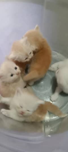 Persian Kittens / Punch Face Kittens / Kittens For Sale