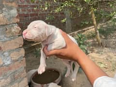 Gultair puppy