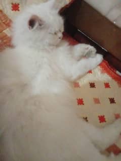 persian cat with 2 color eyes 
