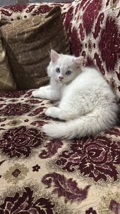 Triple coated male kitten white Persian blue eyes
