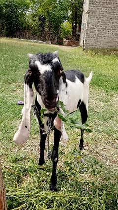 2 young goats for sale