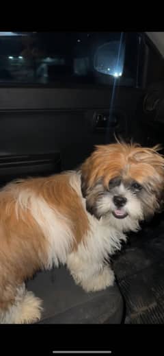 Shitzu Dog Male 6 Months