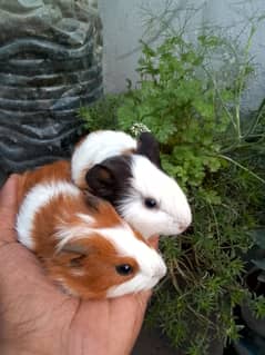 guinea