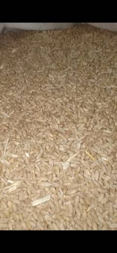 Gandum for sale
