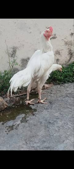 Heera