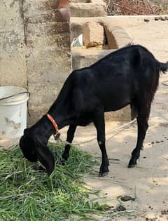 goats for sale total 4 animals