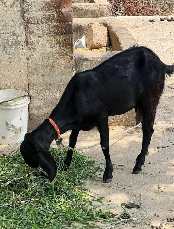 goats for sale total 4 animals 0
