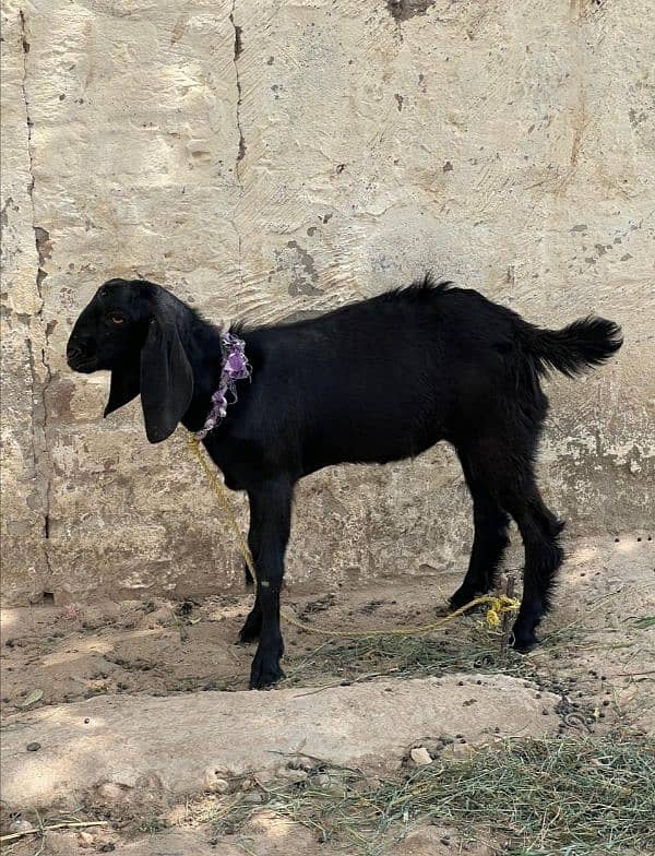 goats for sale total 4 animals 1