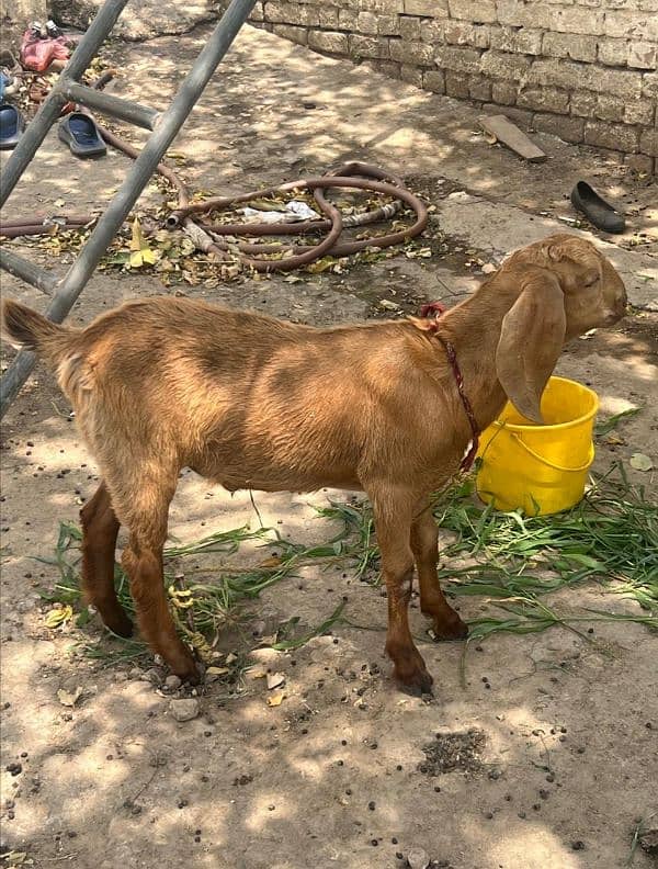 goats for sale total 4 animals 2
