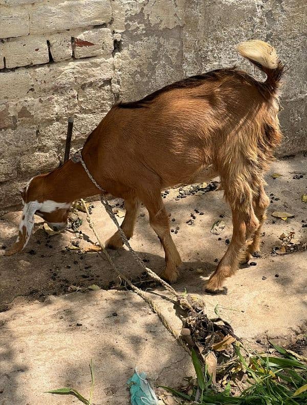 goats for sale total 4 animals 3