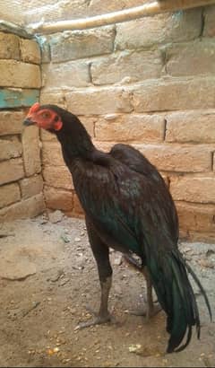 Thai aseel patha for sale