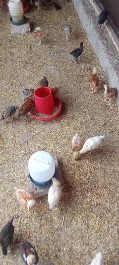 Golden misri chicks 35 days old at reasonable price