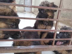 German shepherd long coat female. puppies for sale