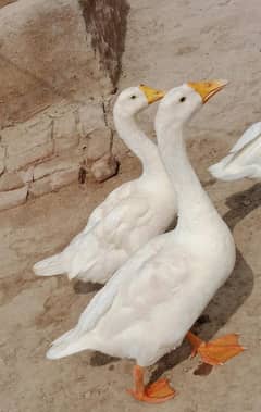 ducks sale