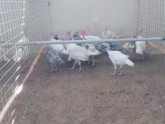 Turkey Chicks Available For Sale