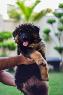 German Shepherd long coat female pups
