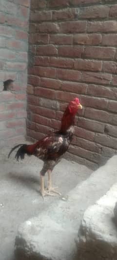 Aseel lover