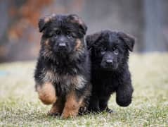 German shepherd | Puppy | GSD | Black shepherd | Dog Puppy For sale