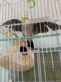 cockatil