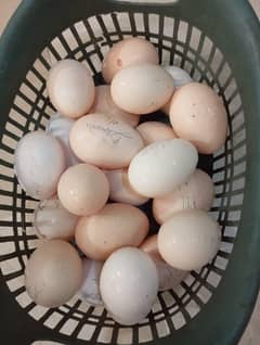 Aseel Heera Egg