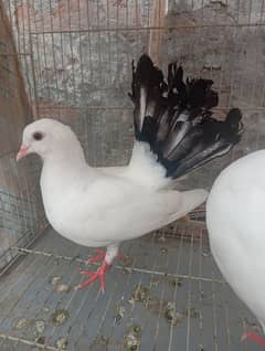 Lucky pigeon