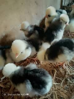 aseel chicks |  polish chicks |fancy chicks | heera aseel Fertile Eggs