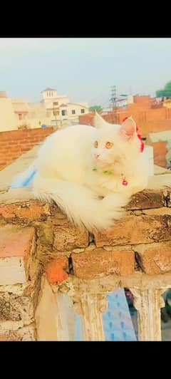 sweety