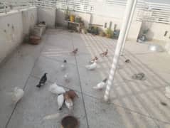 lakkay and other for sale breeder pairs