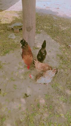 3 female 1 male hai