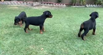Dog Doberman puppy