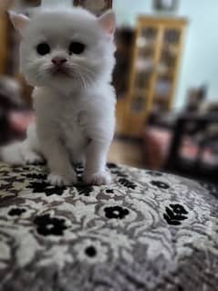 Persian kitten | triple coated Kittens | punch face | Kitten For Sale