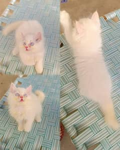 male kitten for sale