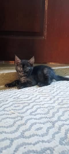 Egyptian neow female kittens