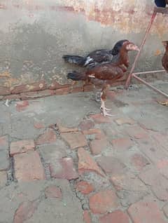 Aseel pattha