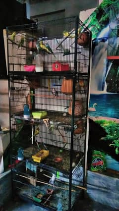 cocktail,love bird, budgies 03287571073
