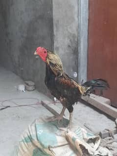 for
