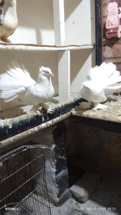 pure lahori sherazi pair and pure American laka pair
