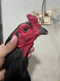 Thaii pakoya breedar Male | Aseel Thai | Aseel hen | black eye Male