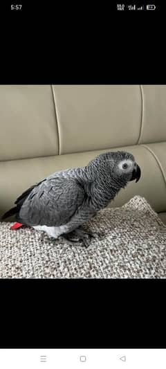 African Grey parrot baby chicks for sale 03326425950